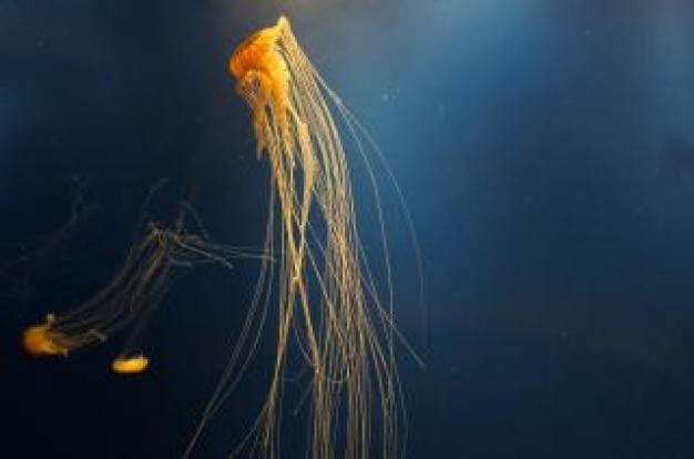 Jellyfish Cnidaria alien about Biology Flora and Fauna
