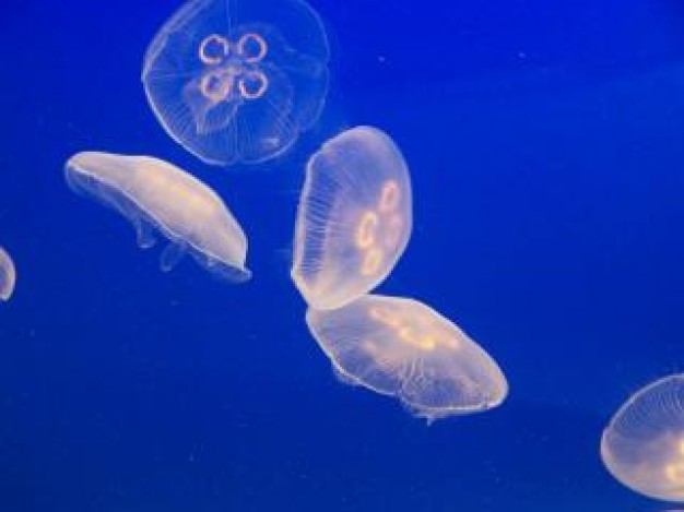 Jellyfish Cnidaria boneless about Lion's mane jellyfish Box jellyfish