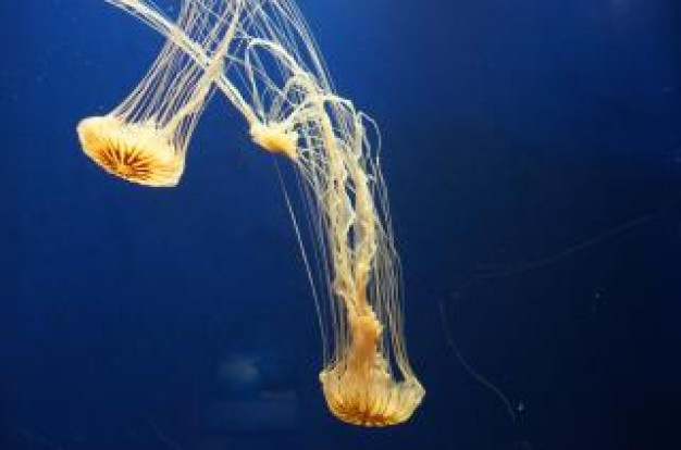 Jellyfish Cnidaria jellies about Biology Scyphozoa