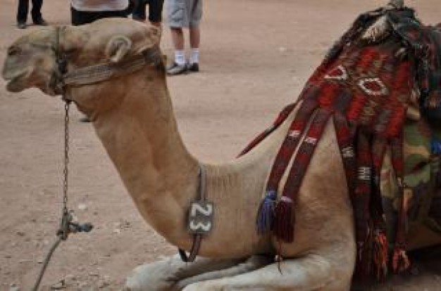 Jordan jordanian Amman camel about Iraq travel
