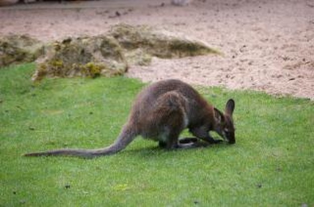 kangaroo with tail eating grass at grassland