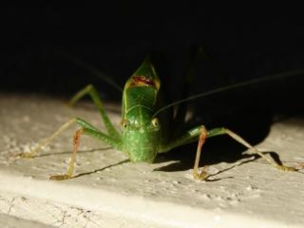 katydid grasshopper Grasshopper Katydid Locust