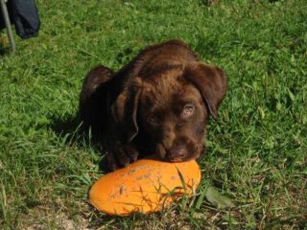 Killarney bailey RHOA dog about grassland life