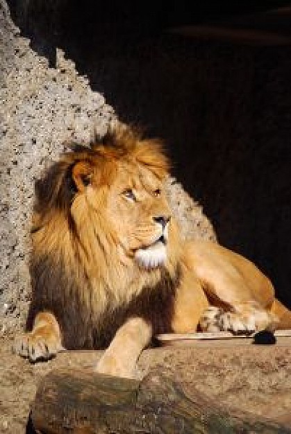 king of the world lion resting under sunlight