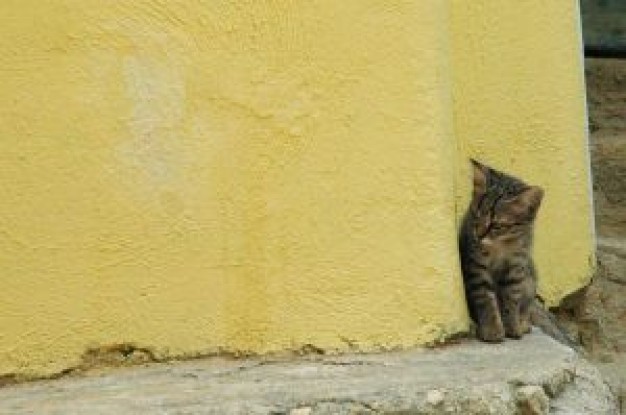 kitten hidden in yellow wall corner