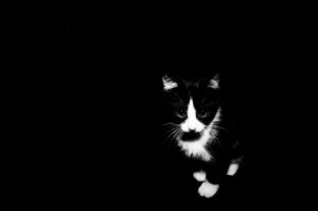 Kitten little Cat kitten with black background about Photography art