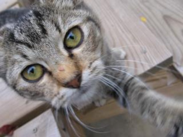 kitten pet standing with two feet