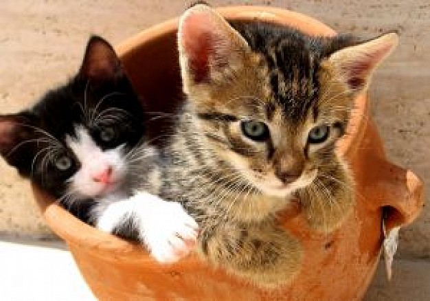 kittens in a pot close-up feature