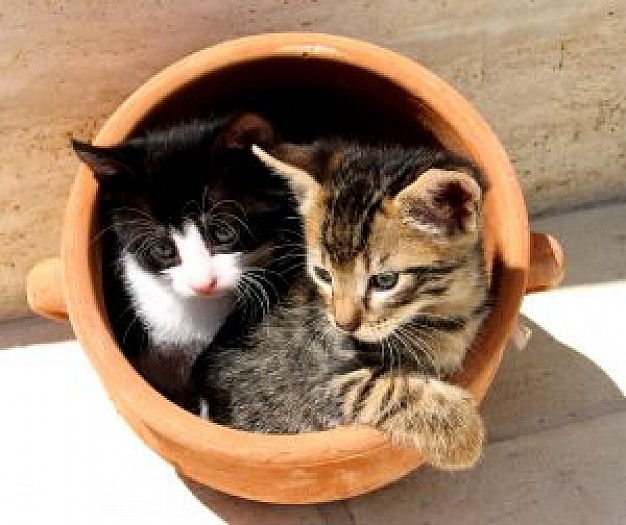 kittens in a pot on tile
