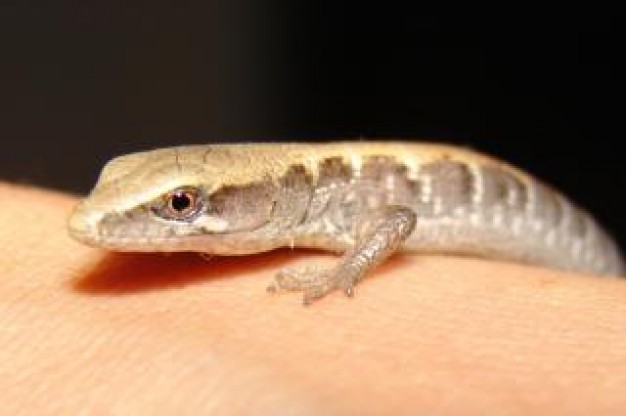 Komodo dragon lizard on hand about Pets Reptiles and Amphibians