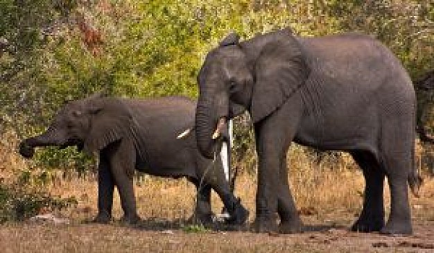 Kruger National Park kruger elephants family in forest about South Africa