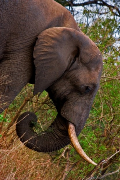 kruger park elephant in side view in forest