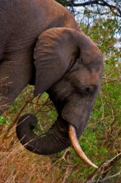 kruger park elephant wildlife in forest