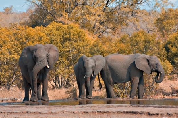 kruger park elephants drinking water at river side