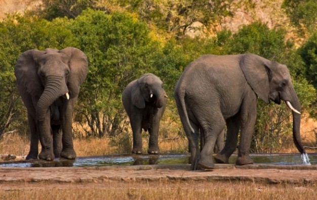 kruger park elephants drinking water at river side nearby mountain