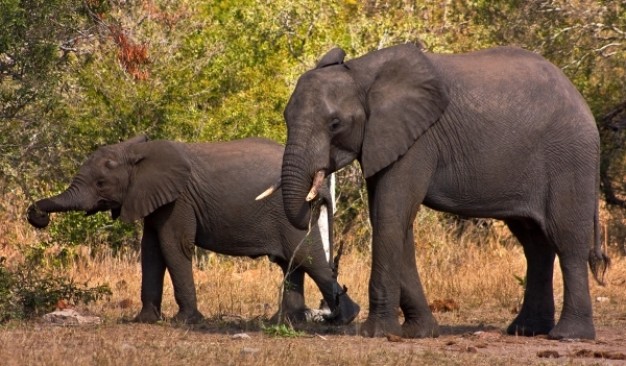 kruger park elephants eating leaf at forest