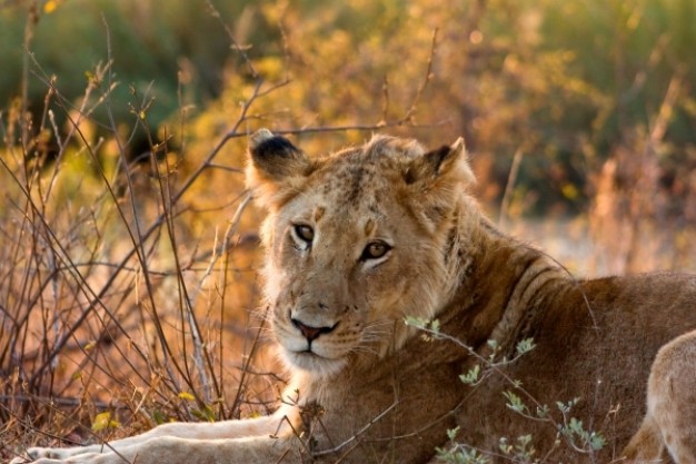 kruger park lioness lying and resting at forest