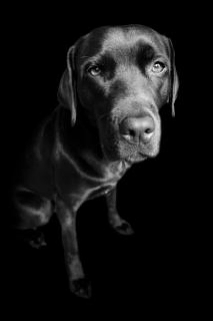 labrador retriever dog looking at you in dark background