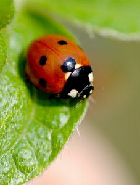 lady bug eating on green leaf