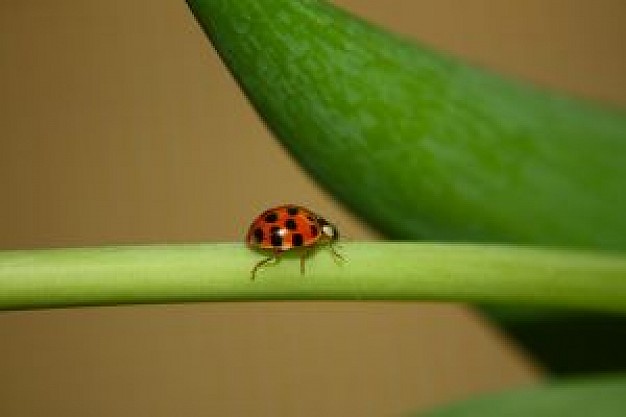 ladybird crawling on tulip with aloe background