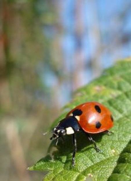 ladybug facial on a leaf