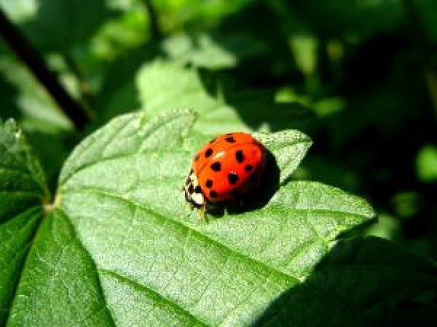 ladybug on a big leaf under the sun