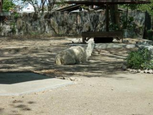 lama lying at surabaya zoo