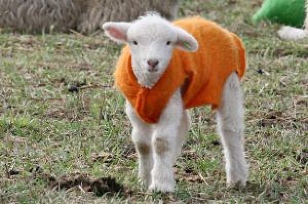 lamb with orange coat looking to you
