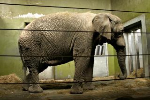 Lawyer fully Gurkha grown elefant about zoo cage