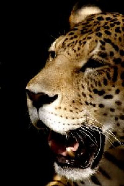 Leopard head resting and yawn over dark background