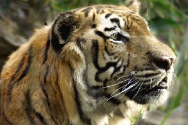 Leopard  India cat side view about Chhattisgarh Village