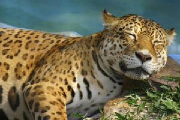 leopard resting at side of river