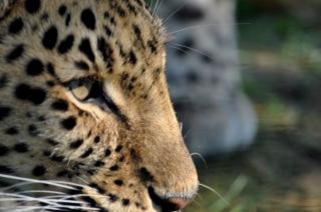 leopard wild face close-up facial