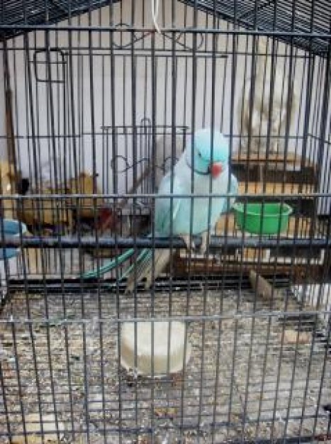 light blue blue parrot at cage
