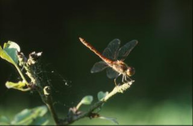 light-footed dragonfly close-up wings stopping on leaf