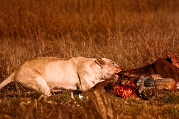 lion breaking download the food of prey nsfw