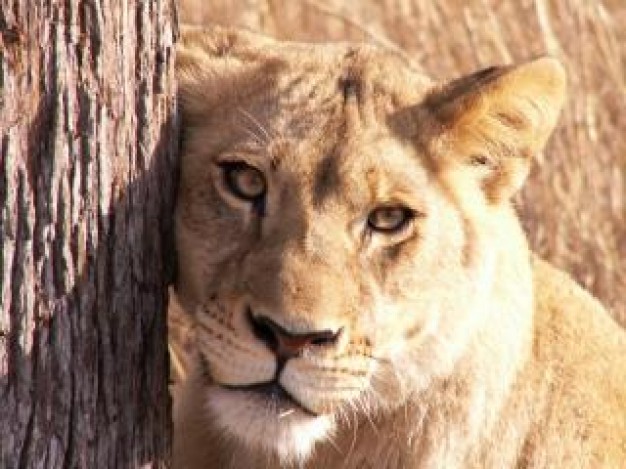 Lion deceptive Recreation about Botswana Game reserve Africa Humor forest