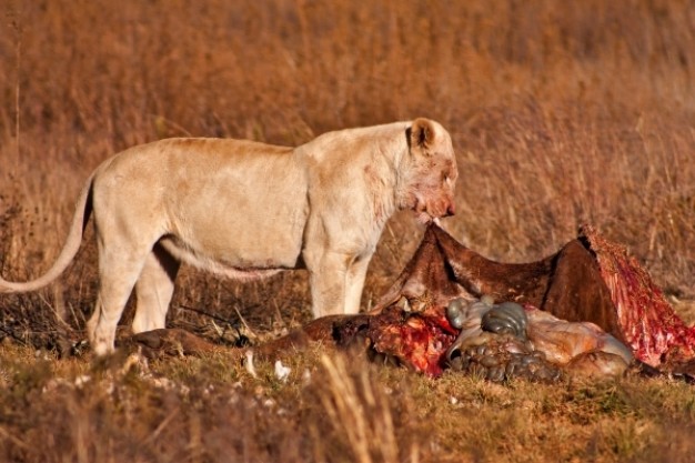 lion decompose food of prey nsfw