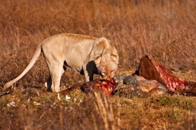 lion decompounding quarry prey nsfw