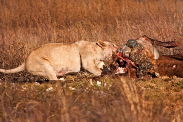 lion eating food prey nsfw at field