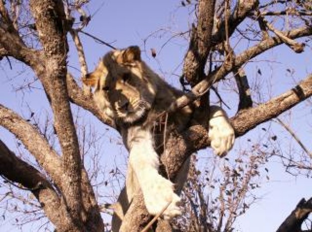 Lion hanging Earth around climb about tree in forest