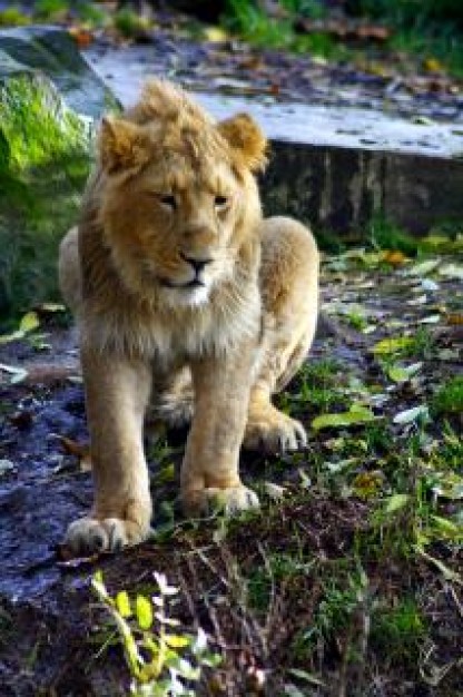 Lion Jesus beast about India zoo