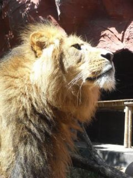 Lion Kevin Richardson predator about Hyena Africa
