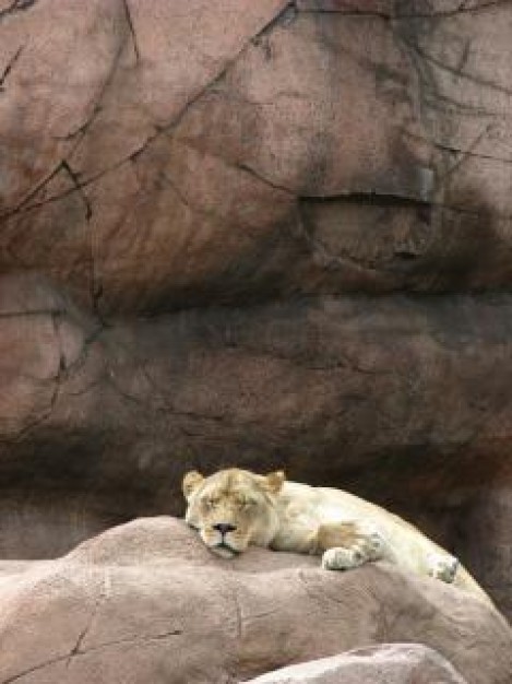 Lion lioness Big cat animal about Africa Biology