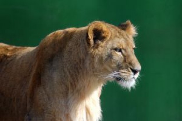 Lion lioness in Zoo with green background about Dallas Zoo