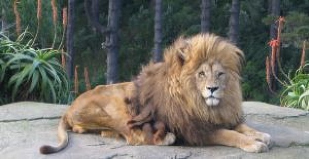 lion lying and facing on you