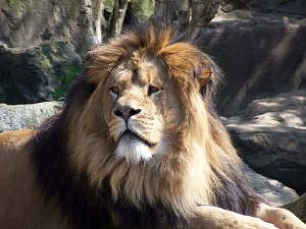 lion lying and resting in lazy sunday