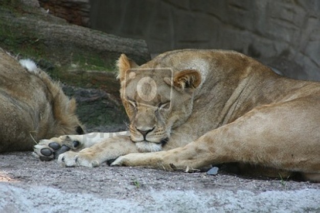 lion of pussy animal resting at corner