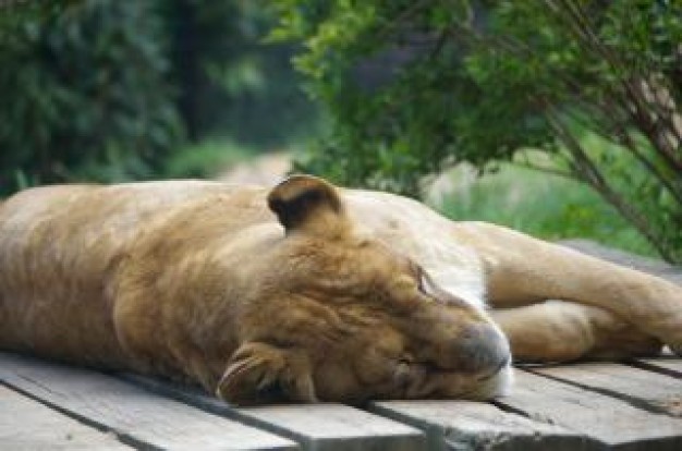 Lion or lioness lying Zoo fur carnivore about Dallas Zoo WFAA