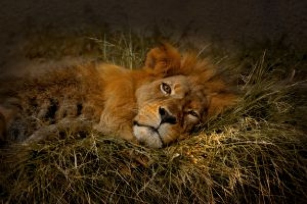 Lion peaceful Panthera lion evening rest about zoo animal photo